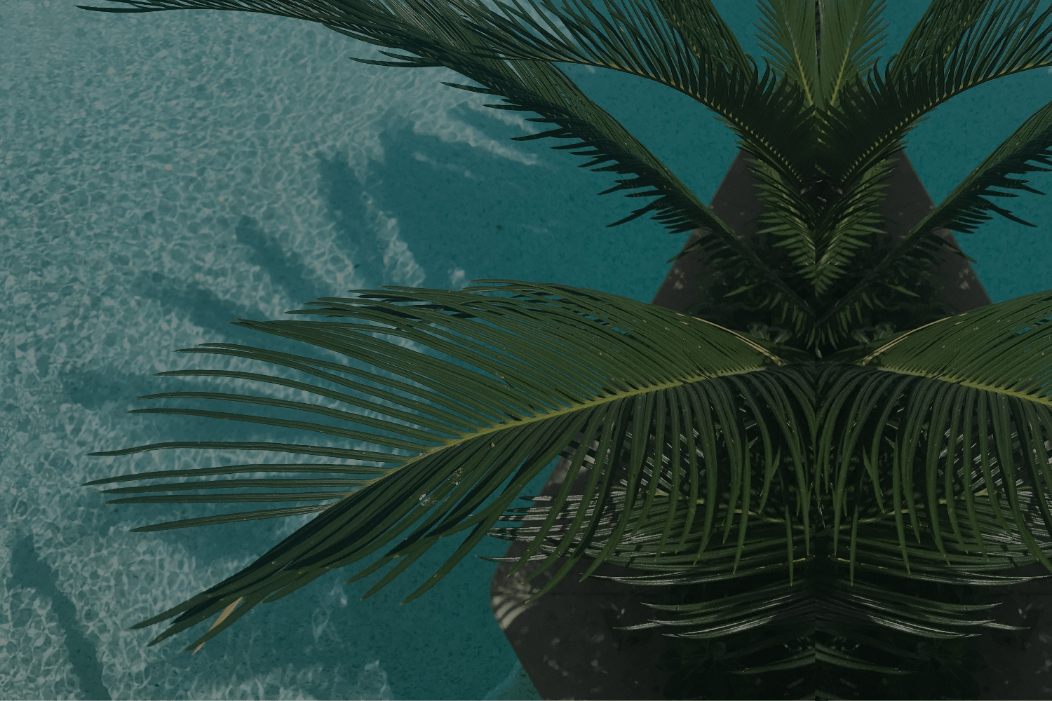 Summer Sale Mochi studio